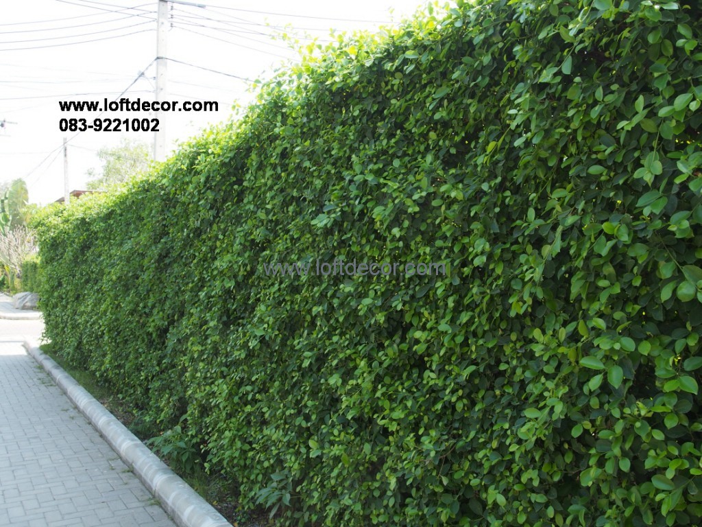 รั้วบ้านราคาประหยัด,ต้นไม้ริมรั้ว