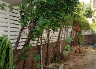 ควรเลือกวัสดุทำรั้วไม้ระแนง หรือระแนงบังตา แบบไหน อย่างไรดี รั้วไม้ระแนงกั้นต้นไม้